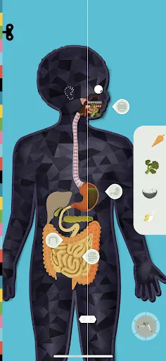 The Human Body by Tinybop Screenshot 3